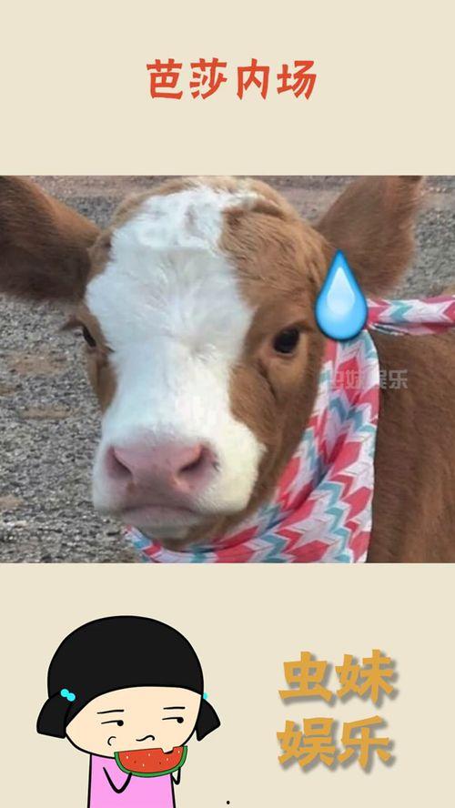 娱乐吃瓜酱大鹅,揭秘娱乐圈那些不为人知的幕后故事