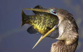 娱乐吃瓜酱美洲大蠊,娱乐吃瓜酱中的神秘生物揭秘